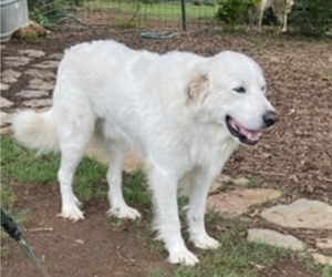 Father of the Great Pyrenees puppies born on 04/07/2023