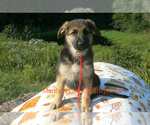 Small #4 German Shepherd Dog