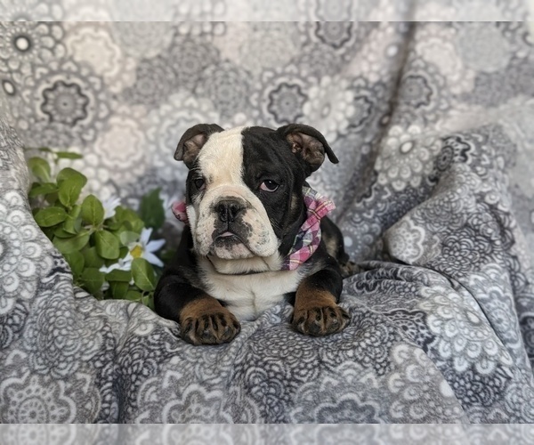 Medium Photo #7 English Bulldog Puppy For Sale in COCHRANVILLE, PA, USA