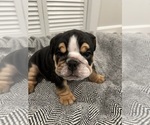Puppy Tank English Bulldog