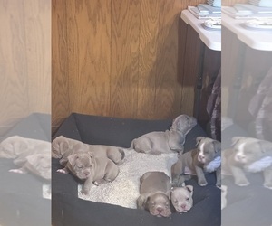 American Bully Puppy for Sale in BOLINGBROOK, Illinois USA