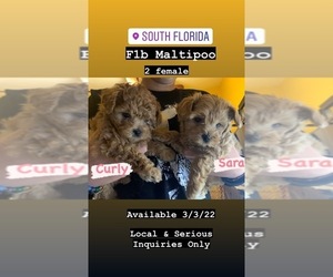 Maltipoo Puppy for sale in MIAMI, FL, USA