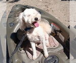 Small #2 Goldendoodle (Miniature)