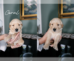 Puppy Coral Golden Retriever