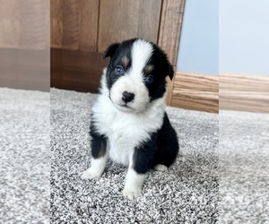 Aussiedoodle Puppy for sale in LODA, IL, USA