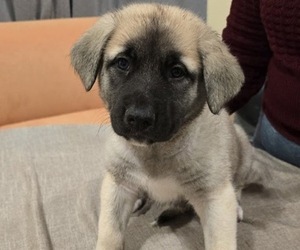 Medium Alaskan Malamute-Mastiff Mix