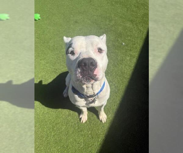 Medium Photo #2 American Pit Bull Terrier Puppy For Sale in Camarillo, CA, USA