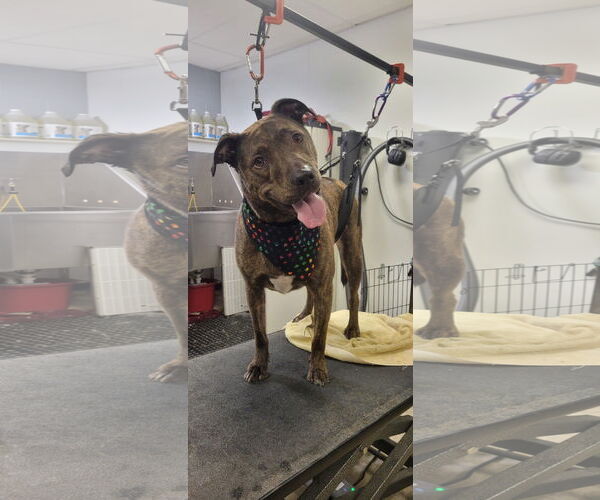 Medium Photo #1 American Pit Bull Terrier-Unknown Mix Puppy For Sale in COLUMBIA, MD, USA