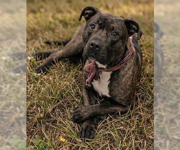 Medium Photo #1 Mutt Puppy For Sale in Akron, OH, USA