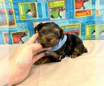 Small #1 Yorkshire Terrier