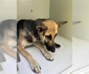 German Shepherd Dog Dogs for adoption in Houston, TX, USA