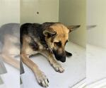 Small German Shepherd Dog