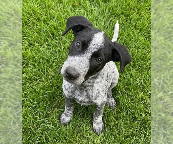 Medium Photo #1 Border Collie-German Shorthaired Pointer Mix Puppy For Sale in Grovertown, IN, USA