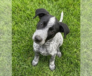 Border Collie-German Shorthaired Pointer Mix Dogs for adoption in Grovertown, IN, USA