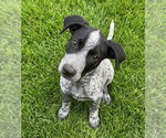 Small Border Collie-German Shorthaired Pointer Mix