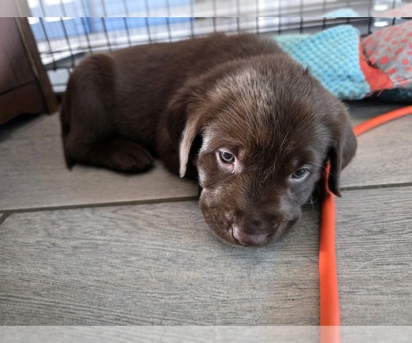 Medium Photo #15 Labrador Retriever Puppy For Sale in SHELBYVILLE, IN, USA
