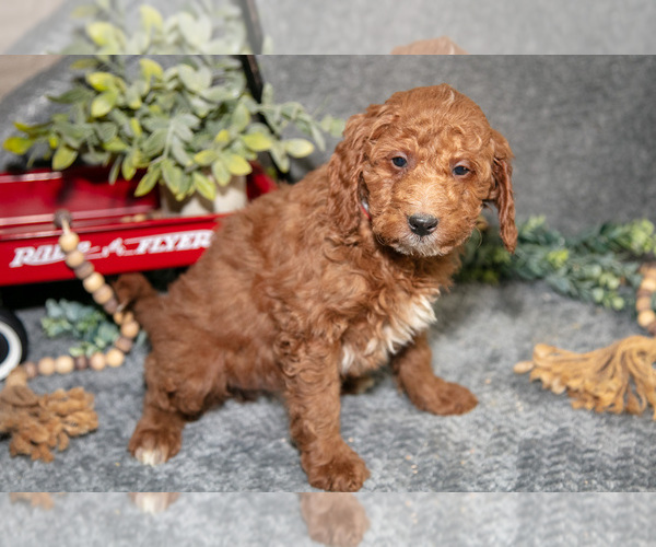 Medium Photo #3 Poodle (Miniature) Puppy For Sale in WOLCOTTVILLE, IN, USA