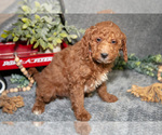 Small #2 Poodle (Miniature)