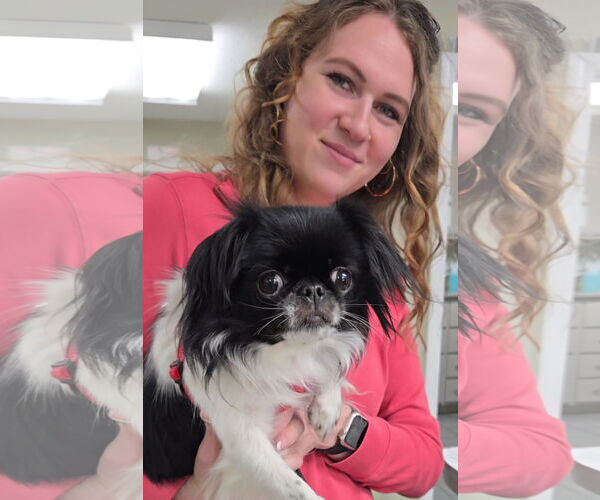 Medium Photo #4 Japanese Chin-Unknown Mix Puppy For Sale in Magnolia Springs, AL, USA