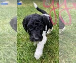 Small Photo #7 Goldendoodle-Poodle (Miniature) Mix Puppy For Sale in CLARE, IL, USA