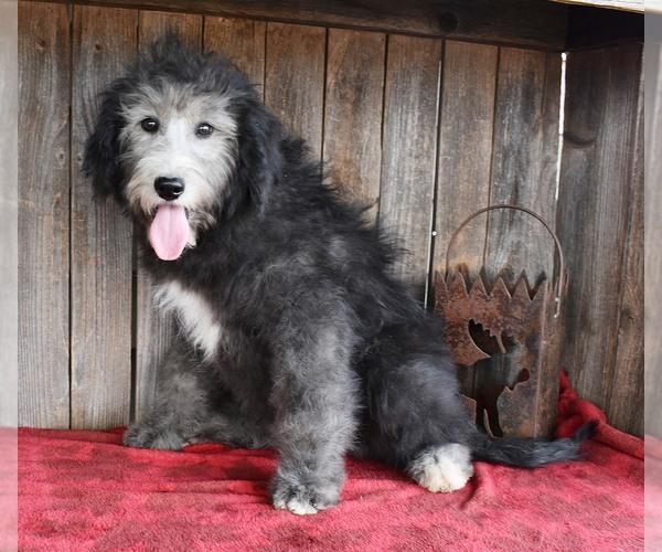 Medium Photo #3 Sheepadoodle Puppy For Sale in ASPERMONT, TX, USA