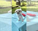 Small #3 Shih Tzu