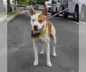 American Staffordshire Terrier Dogs for adoption in San Antonio, TX, USA