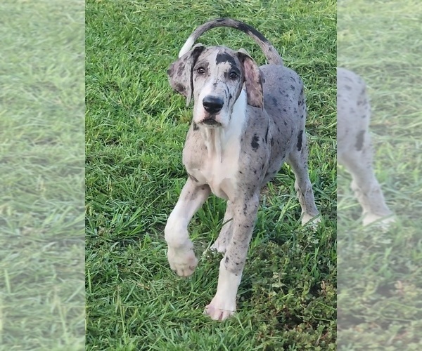 Medium Photo #1 Great Dane Puppy For Sale in DENHAM SPRINGS, LA, USA