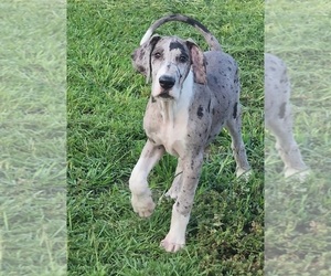 Great Dane Puppy for sale in DENHAM SPRINGS, LA, USA