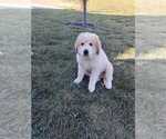 Small #1 Great Bernese