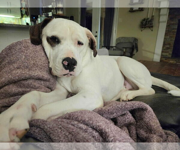 Medium Photo #12 Saint Bernard-Staffordshire Bull Terrier Mix Puppy For Sale in Fort Worth, TX, USA