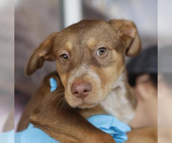 Medium Photo #1 Doberman Pinscher-Unknown Mix Puppy For Sale in San Antonio, TX, USA