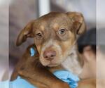 Small Doberman Pinscher Mix