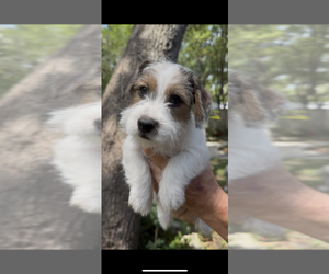 Jack Russell Terrier Puppy for Sale in ALTOONA, Florida USA