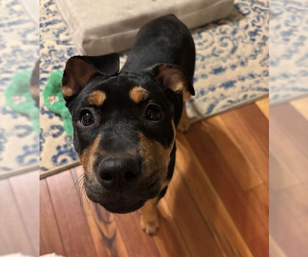 Medium Photo #2 Rottweiler-Unknown Mix Puppy For Sale in Canal Winchester, OH, USA