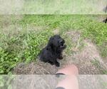 Small Mutt