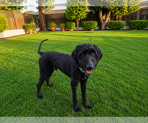 Shadowfax - Male Labradoodle Dog for Adoption - Photo #3