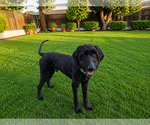 Small #2 Labradoodle