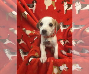 Beagle-Unknown Mix Dogs for adoption in Holly Springs, NC, USA