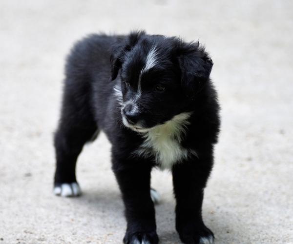 Medium Photo #1 Border Collie Puppy For Sale in MONROE, LA, USA