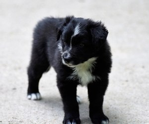 Border Collie Puppy for Sale in MONROE, Louisiana USA