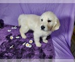 Small Photo #34 English Cream Golden Retriever Puppy For Sale in PEYTON, CO, USA