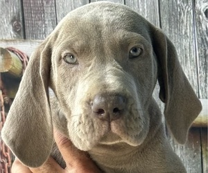Great Dane Puppy for sale in EAGLE, WI, USA