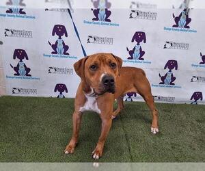Redbone Coonhound-Unknown Mix Dogs for adoption in Orlando, FL, USA