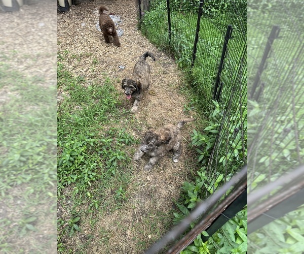 Medium Photo #6 Goldendoodle-Poodle (Standard) Mix Puppy For Sale in LOUISA, VA, USA
