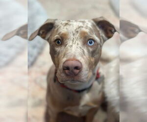 Catahoula Leopard Dog-Unknown Mix Dogs for adoption in Woodbury, NY, USA