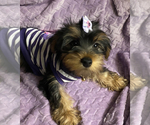 Small #8 Yorkshire Terrier