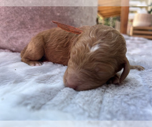 Labradoodle Puppy for sale in POLLOCK PINES, CA, USA