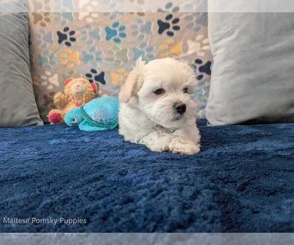 Medium Photo #15 Maltese Puppy For Sale in OCALA, FL, USA