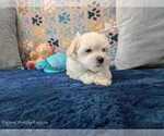 Small Photo #15 Maltese Puppy For Sale in OCALA, FL, USA